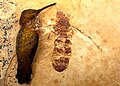 Fossil of a giant ant, with a rufous hummingbird, showing the similar size of the two.