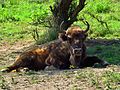 European bison in Topoľčianska zubria zvernica