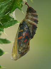 Pupa