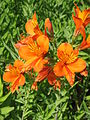 Alstroemeria aurea