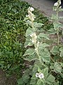 Althaea officinalis