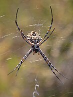 Argiope argentata - kerkennah - Tunisie