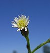 S. subulatum flower head close-up