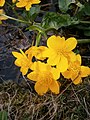 Caltha palustris close-up