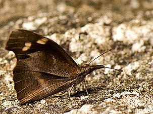 Ventral view