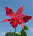 Ctt. Jewel Box 'Scheherazade' (= Gur. aurantiaca × C. Anzac 'Orchidhurst') Formerly Slc. Jewel Box, Ctt. Jewel Box is one parent of Ctt. Hazel Boyd.