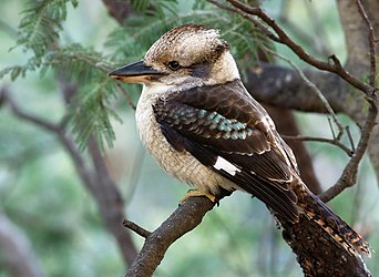 Laughing Kookaburra