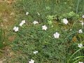 Dianthus gallicus