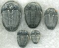 Image 30Trilobites first appeared during the Cambrian period and were among the most widespread and diverse groups of Paleozoic organisms. (from History of Earth)
