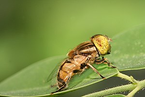 Eristalinus megacephalus, hoverfly