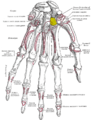 Trapezoid shown in yellow. Left hand. Palmar surface.