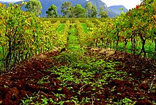 Hunter Valley Wine