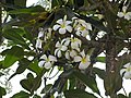 white frangipani (Plumeria or kalachuchi in Visayan)