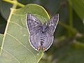 Dorsal view (female)