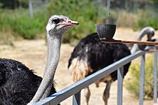 Common ostrich (Struthio camelus)