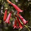 Flowers of Penstemon lanceolatus