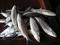 bangus or milkfish (Chanos chanos)