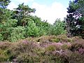 Moors in the Morrière woods, at the Pierre Monconseil site, Plailly.