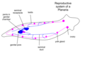 Planaria reproductive system