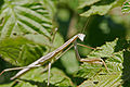 Praying mantis on raspberry