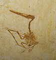 Pterodactylus scolopaciceps.jpg