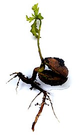 Seedling of Quercus robur sprouting from its acorn