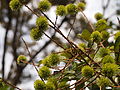 Young rambutan fruit in Malaysia