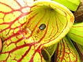 Carabid beetle, Lebia grandis, trapped by Sarracenia purpurea