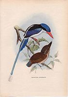 Little Paradise-kingfisher