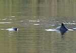 Chilean dolphin