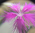 flower of Dianthus pygmaeus