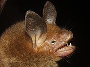 Brown bat head