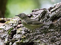 Female Black-Throated Blue Warbler.