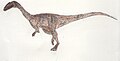 Coelophysis bauri