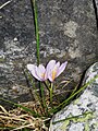 Colchicum alpinum in the Grandes Rousses