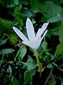 Colchicum alpinum nibbled by caterpillar or snail