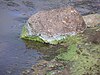 Green scum produced by and containing cyanobacteria, washed up on a rock