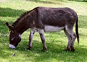 A donkey