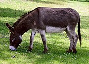 Gray donkey