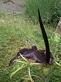 Dracunculus vulgaris inflorescence D2