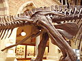 Edmontosaurus (right pelvis)