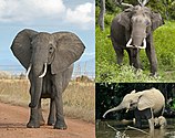 African bush elephant (left), Asian elephant (top right), and African forest elephant (bottom right)