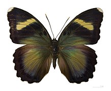 Museum specimen ♂ dorsal side