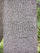 Bark