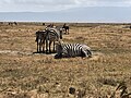 Grant's Zebra inside Ngorongoro Crater during the dry season.
