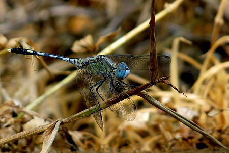 Diplacodes trivialis sub-adult male