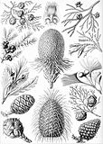 裸子植物 （Coniferae）