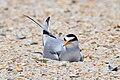 A least tern lying just below the surface of the sand is probably on its nest. The nests are very shallow and minimally scooped out.