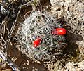 Mammillaria tetrancistra