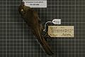 Bird skin specimen, Gilbert's whistler (Pachycephala inornata) (Gould, 1844)